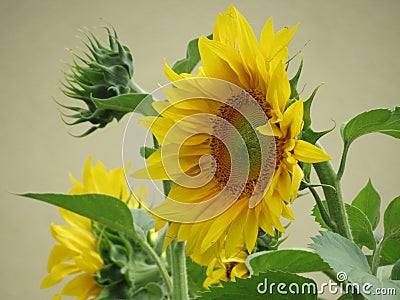 Sunflowers close up Stock Photo