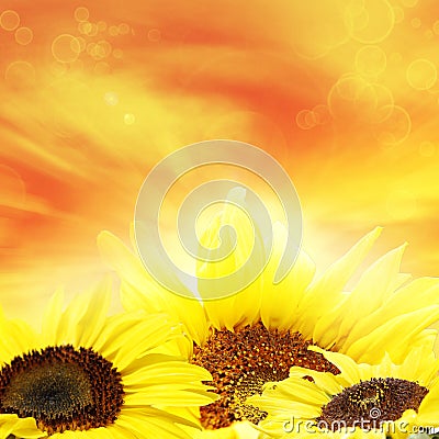 Sunflowers Stock Photo