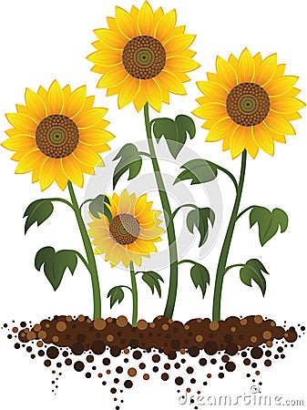 Sunflowers growing in the garden illustration Vector Illustration