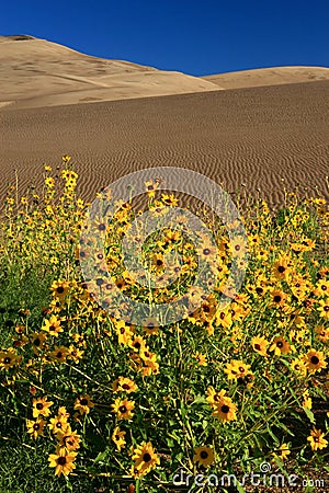 Sunflowers and Dunes vertical Stock Photo