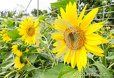 Sunflowers in farm at Suan phueng Stock Photo