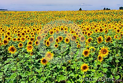Sunflowers field Stock Photo