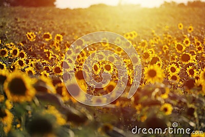 Aerial view of sunflowers field, sun shine Stock Photo