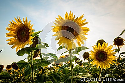 Sunflowers field Stock Photo