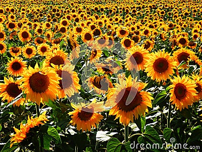 Sunflowers field Stock Photo