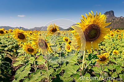 The sunflowers field with clearly blue sky. the concept of summer, relaxation, nature and outdoors. Stock Photo