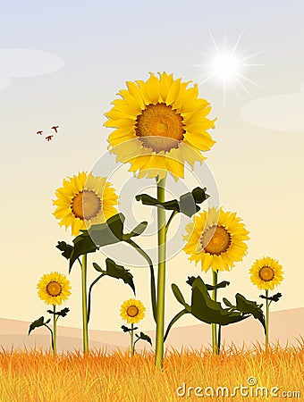 Sunflowers field Cartoon Illustration