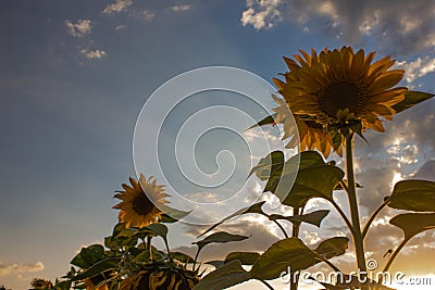 Sunflowers in the field in the evening Stock Photo