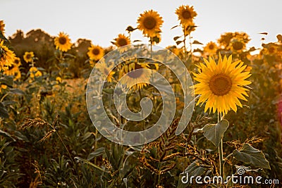 Sunflowers in a Field Stock Photo