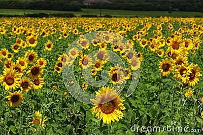 Sunflowers in a Field Stock Photo