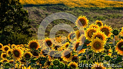 Sunflowers in the field near Varbovchets