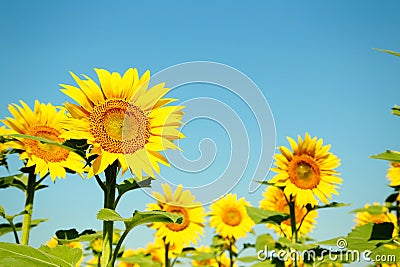 Sunflowers Stock Photo