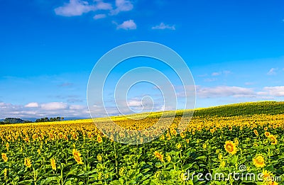 Sunflowers field on sky Stock Photo