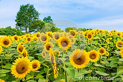 Sunflowers field, summer flowers landscape. Stock Photo