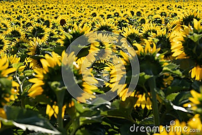 Sunflowers in field in summer in western france on sunny day Stock Photo