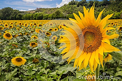 Sunflowers field, sunflower closeup in the foreground Stock Photo