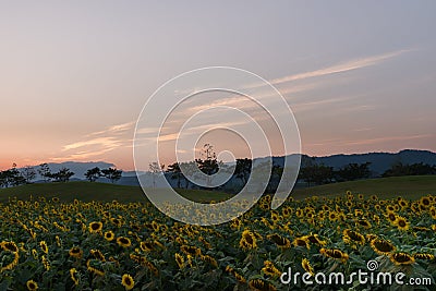 Sunflowers field before sunset Stock Photo