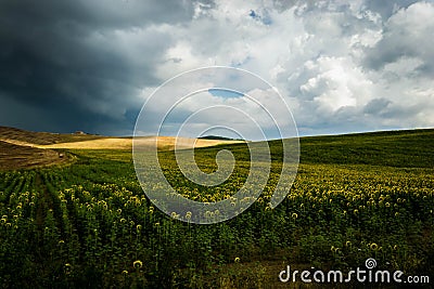 Sunflowers field in Tuscany Stock Photo