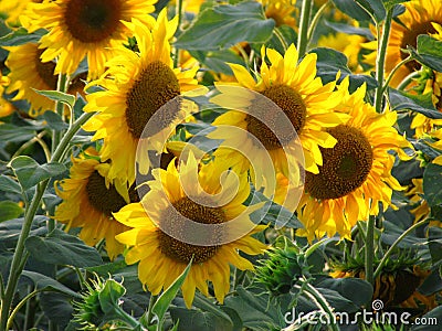 Sunflowers on the field Stock Photo