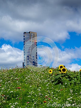 Sunflowers in front of the Eureka Tower Editorial Stock Photo