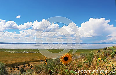 Sunflowers in front of Lake Albert in Oregon with fluffy white clouds in blue sky reflecting on water Editorial Stock Photo