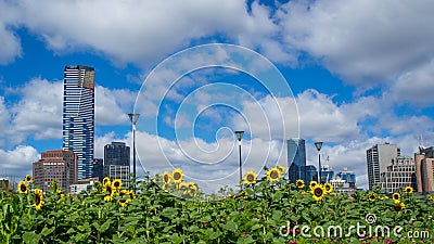 Sunflowers in front Melbourne city skyline Editorial Stock Photo