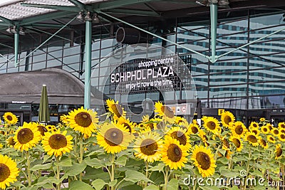 Sunflowers in front of a shopping centre at the ai Editorial Stock Photo