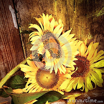 Sunflowers with a grunge rustic wooden background Stock Photo