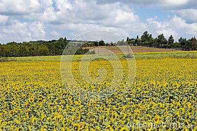 Sunflowers have big, daisy-like flower faces of bright yellow petals and brown centers that ripen into heavy heads filled with se Stock Photo