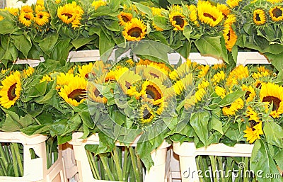 Sunflowers Helianthus market stall, Jordaan, Amsterdam, Holland Stock Photo