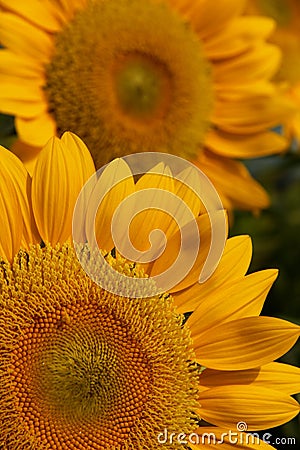 Sunflowers Stock Photo