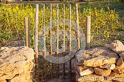 Sunflowers little field with wooden fence door in Formentera Stock Photo