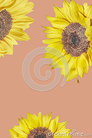 Sunflowers in mandala Stock Photo