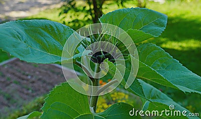 The sunflowers in our North do not have time to ripen Stock Photo