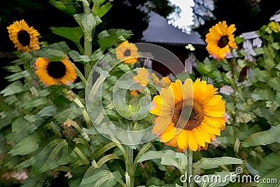 Sunflowers photo painting like Stock Photo