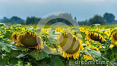 Sunflowers in the rain