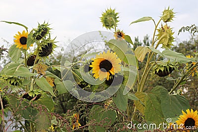 Sunflowers ripen on the field Stock Photo