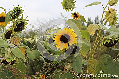 Sunflowers ripen on the field Stock Photo