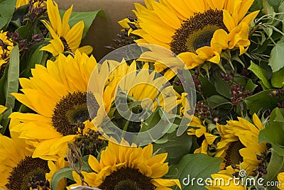 Sunflowers for sale Stock Photo