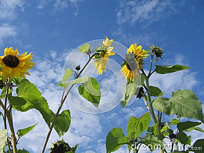 Sunflowers on the sky Stock Photo