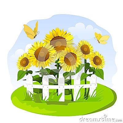 Sunflowers in a small garden Vector Illustration