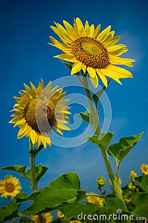Sunflowers Stock Photo