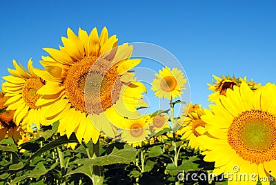 Sunflowers on a Sunny Day Stock Photo