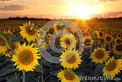 Sunflowers at Sunset Stock Photo