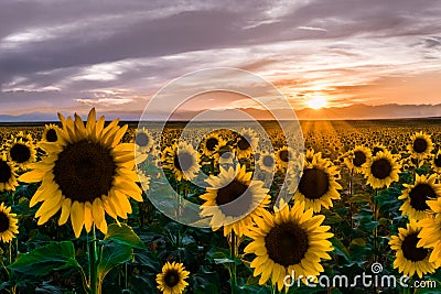 Sunflowers at Sunset Stock Photo