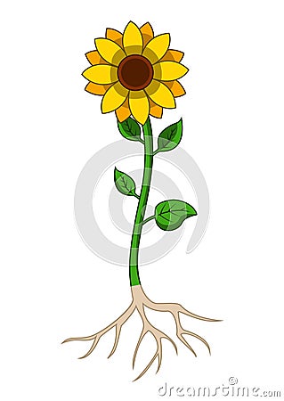 Sunflowers tree with root system Vector Illustration