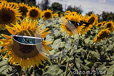 Sunflowers in various glasses under the sun in a field among other sunflowers Stock Photo