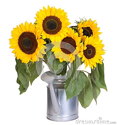 Sunflowers in a water can Stock Photo