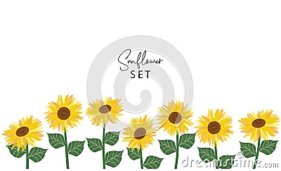 Sunflowers white background Vector Illustration