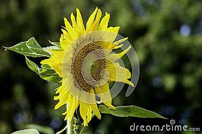 Sunflowers Stock Photo